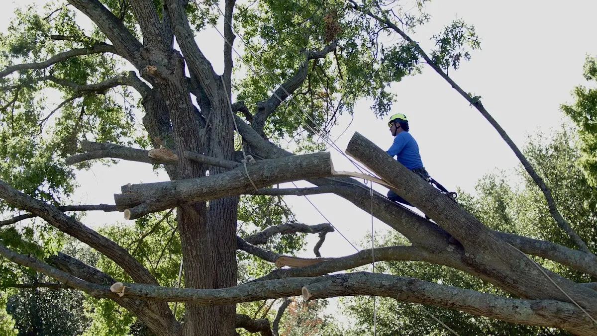 Professional Hazardous Tree Removal performed by certified arborists in El Campo