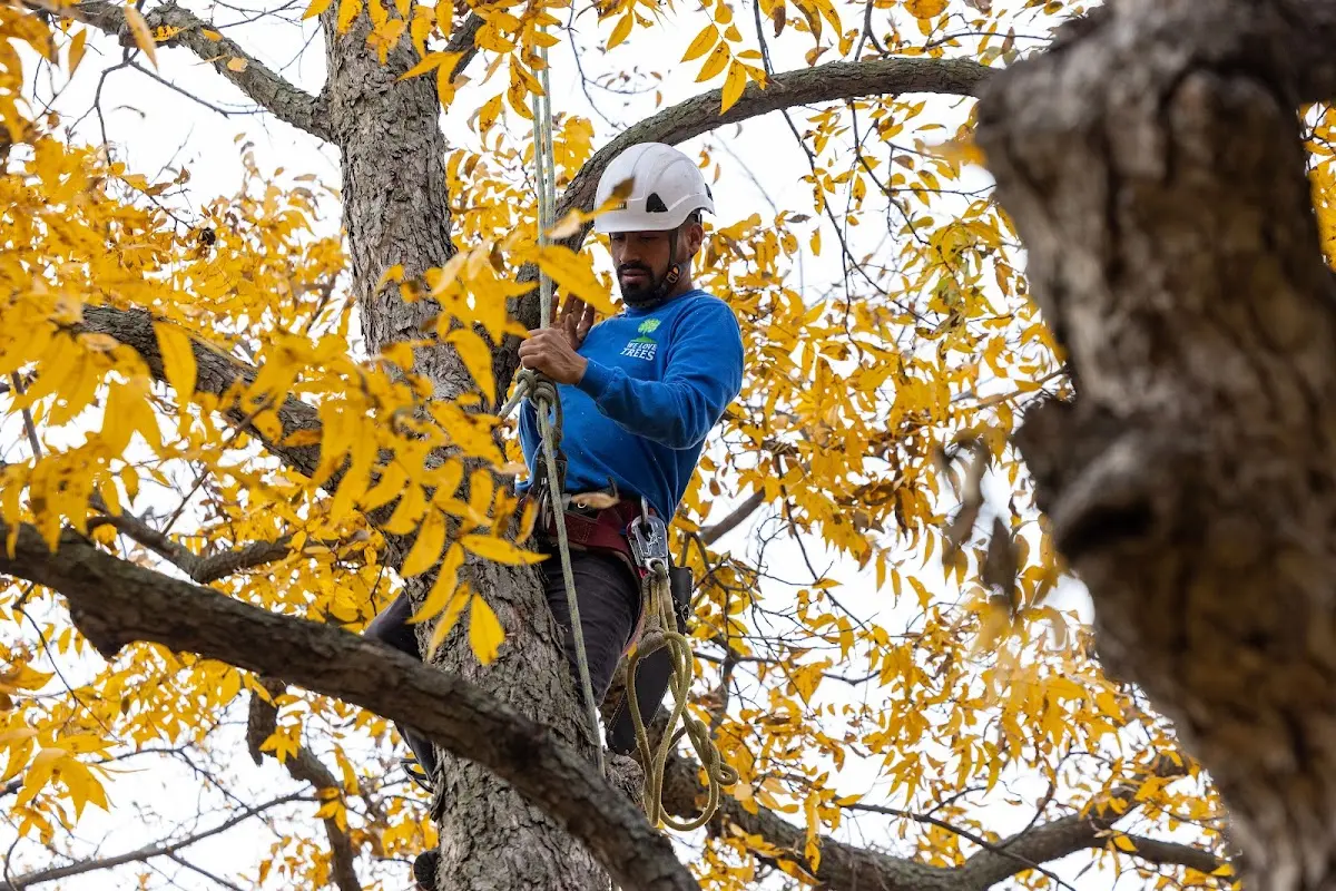 Skilled Tree Transplanting crew working in El Campo