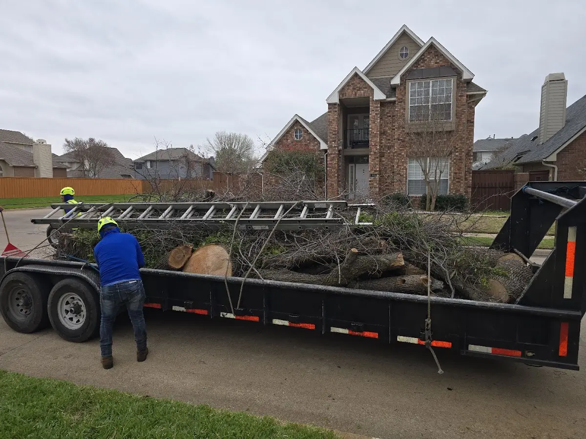 Expert Tree Removal with proper safety equipment in El Campo